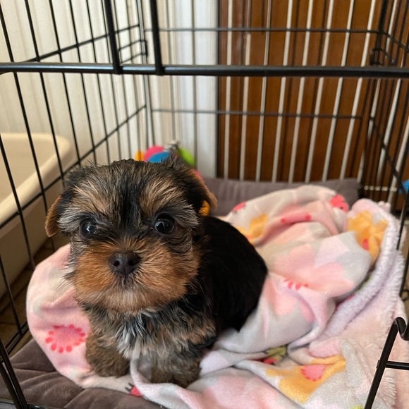 Meet the new Yorkie baby Bentley Rose! - Picture 2 of 2
